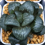 Haworthia Silver Mutica Other