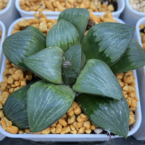 Haworthia Comptoniana x Correcta