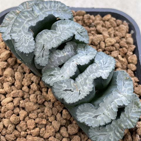 Haworthia Truncata 'Sharaku' Big size