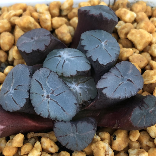 Hortancia-100-178PI×2枚 178BL×2枚　135BL×2枚 Zygonisia Murasakikomachi 'Blue Hawaii' (Zygonisia Roquebrune x
