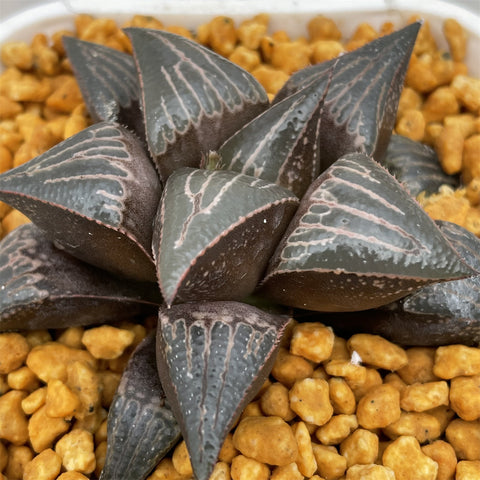 Haworthia Badia  'Hinototi'