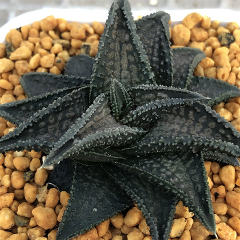 Haworthia Hard Leaf Onigawara