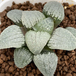 Haworthia Correcta 'Mirror of the Sky'