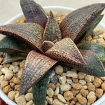 Haworthia Hard Leaf Rubine