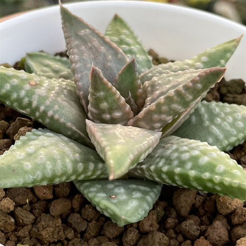 Haworthia Hard Leaf Daiginga