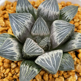 Haworthia White Peach Other