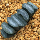 Haworthia Truncata 'Angel Fall'