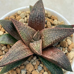 Haworthia Hard Leaf Rubine