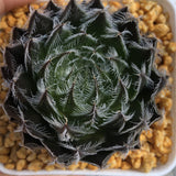 Haworthia 'Gigaz' Other