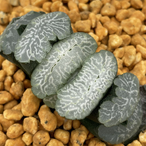 Haworthia Truncata 'Himekami'