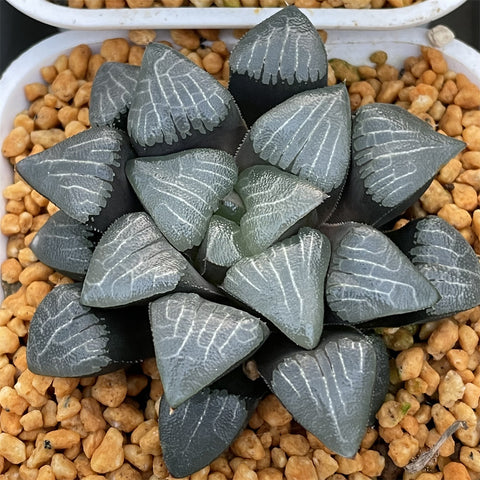 Haworthia Correcta