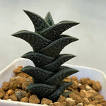 Haworthia Hard Leaf Nigra