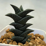 Haworthia Hard Leaf Nigra