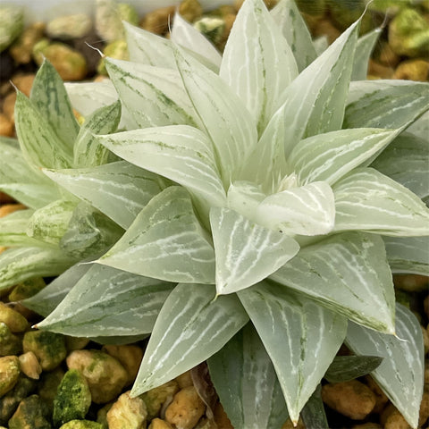 Haworthia 'Korizatonishiki' Variegated