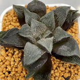 Haworthia Wimii Black Stone