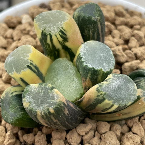 Haworthia Maughanii Remaining Snowball Dew Variegated