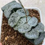 Haworthia Truncata 'Genbu'