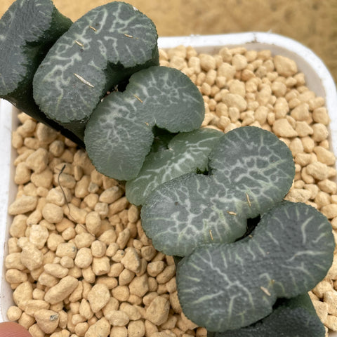 Haworthia Truncata Hakkaisan