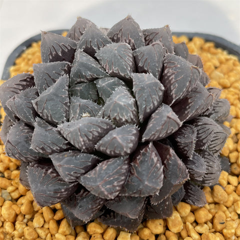 Haworthia Red Stone Other