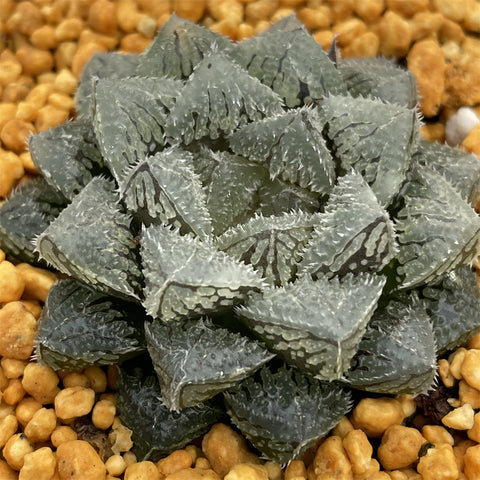 Haworthia Magic Thron Other