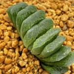 Haworthia Truncata Green