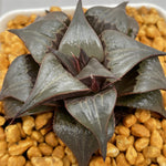 Haworthia  Badia  'Hakuhou'