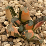 Haworthia Maughanii Spider's Web variegated