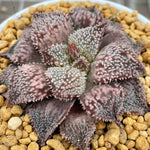 Haworthia Wimii Rainbow City