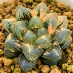 Haworthia Obtusa OM Variegated