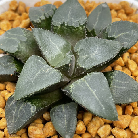 Haworthia Correcta 'Cloud shadow'