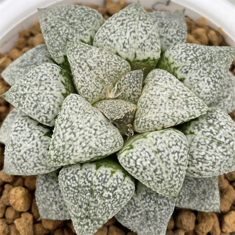 Haworthia Picta Snow Beauty