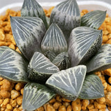 Haworthia White Peach Other