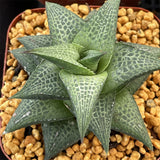 Haworthia Hard Leaf Tesselata