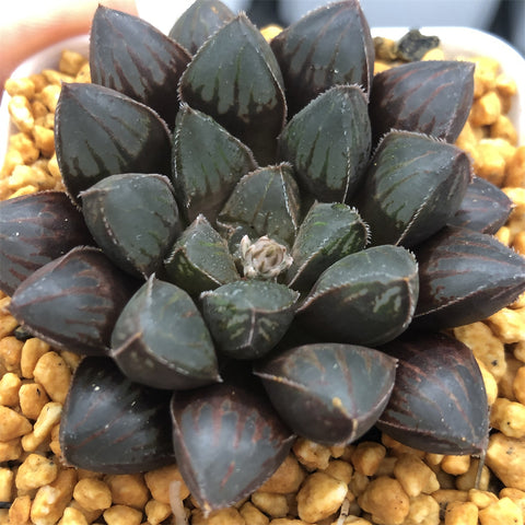 Haworthia Red Lantern Other