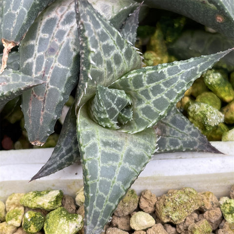 Haworthia Hard Leaf Tesselata small size