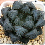 Haworthia Obtusa Suisho