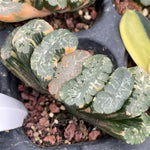 Haworthia Truncata Poseidon Variegated