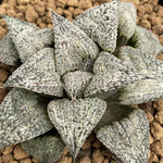 Haworthia Splendens 'Andromeda'