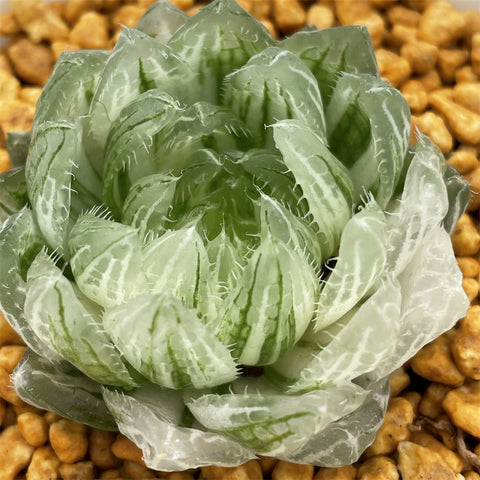 Haworthia LED Variegated