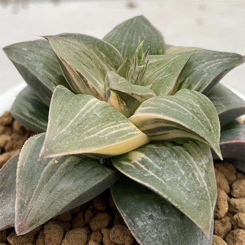 Haworthia SP Amazing Fate Variegated Mother Plant