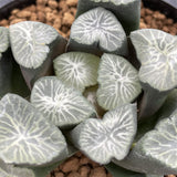 Haworthia Maughanii 'Shirotae'