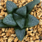 Haworthia Correcta 'Love'