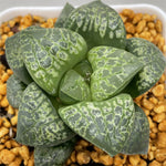 Haworthia  Comptoniana  'Kamen Butokai'