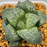 Haworthia  Comptoniana  'Kamen Butokai'