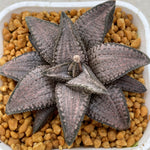 Haworthia Hard Leaf Gintaikyo