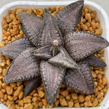 Haworthia Hard Leaf Gintaikyo