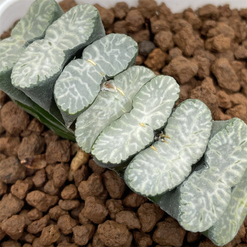 Haworthia Truncata 'Kirin'