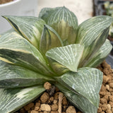Haworthia Retusa Variegated Big Size