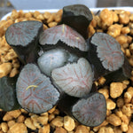 Haworthia Maughanii 'Kyoaburi'