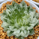 Haworthia LED variegated size (M) Cooperi var Picturata variegated